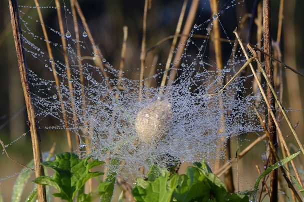 cocon wespspin 10-2024 1464